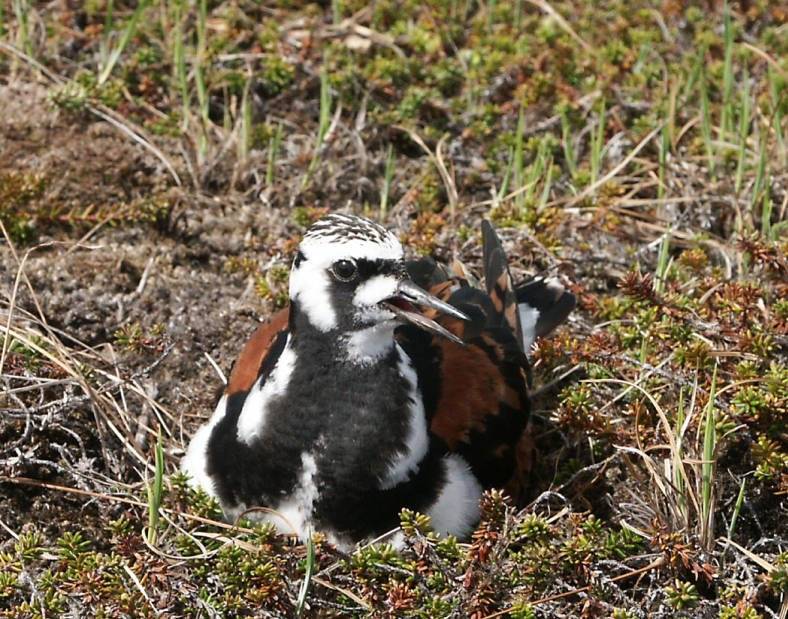 Ruddy Turnstone on Nest by Patty Browne/U.S. Fish and Wildlife Service. Public Domain